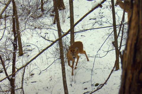 News & Tips: Late Season Bow Hunting: Caution, Doe or Yearling Buck?  (video)...