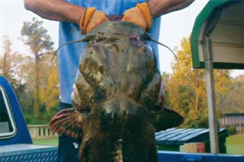 Catfish on the rocks, Outdoors