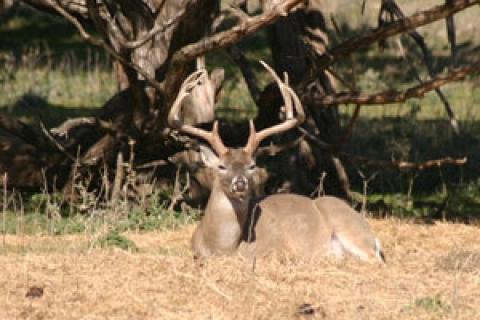 Buck resting in the sun