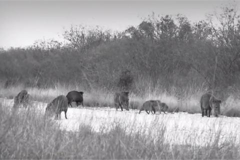 News & Tips: Bow Hunting South Texas | Spot and Stalk | Javelinas and Hogs  (video)...