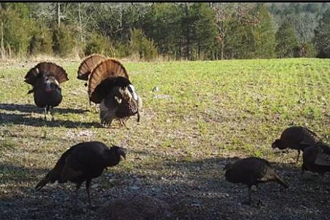 News & Tips: Turkey Hunting Fever Begins:  Scouting With Owl Hooting and More (video)...