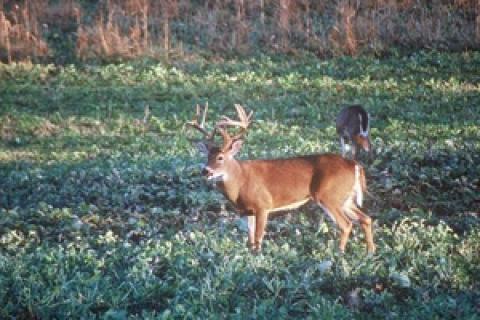 News & Tips: Plant Annuals for Best Summer Food Plot Coverage...