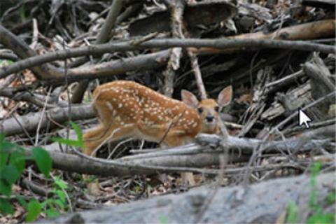 News & Tips: Saving Fawns from Coyote Predation