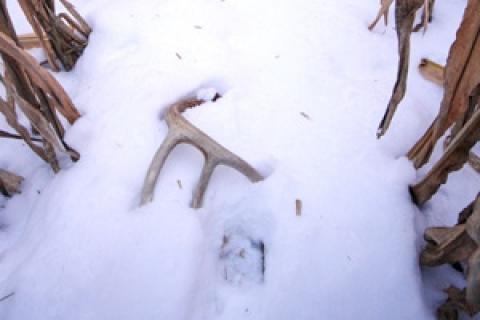 News & Tips: Shed Hunting: Tips for Finding More