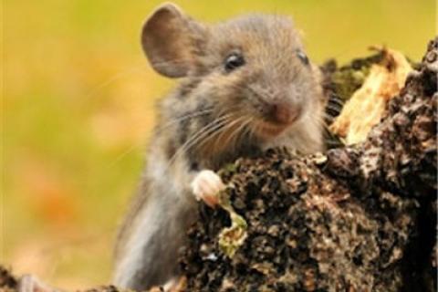 News & Tips: What You Need To Know About Hantavirus...