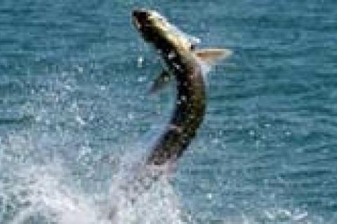 Texas Tarpon Basics