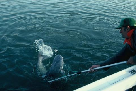 Angler netting a giant catfish off the side of a boat 