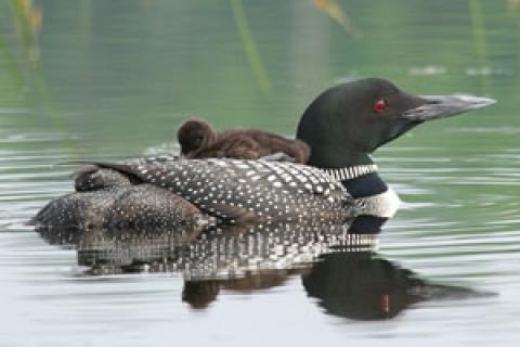 News & Tips: 5 Tips on Photographing the Common Loon...