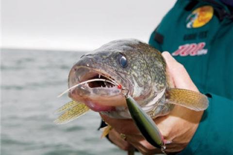 News & Tips: 5 Tips to Crankbait Walleye