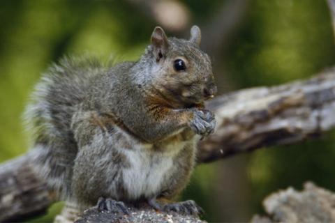 Squirrel photo by Denver Bryan,Images on the Wildside...