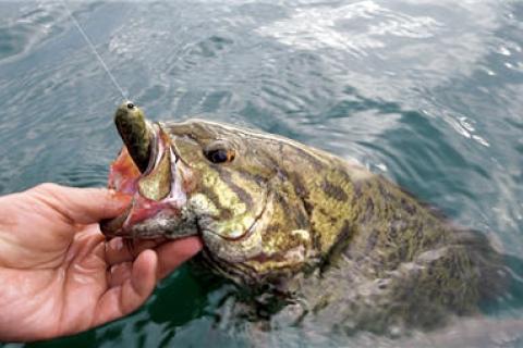 News & Tips: 4 Fishing Vibration Tricks to Catch More Bass...