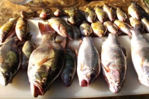 News & Tips: 3 Tips to Catch More Perch This Summer...