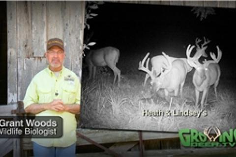 News & Tips: Bucks in Velvet: Anticipating Deer Season in a Big Way...