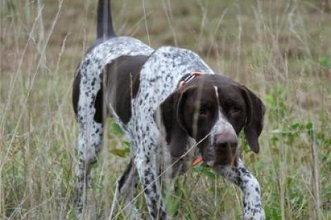 Hunting dog training on sale prices