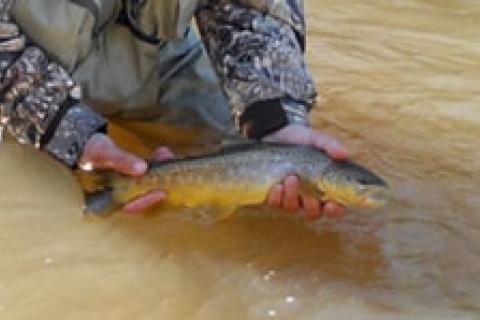 News & Tips: Wisconsin's Early Trout Season