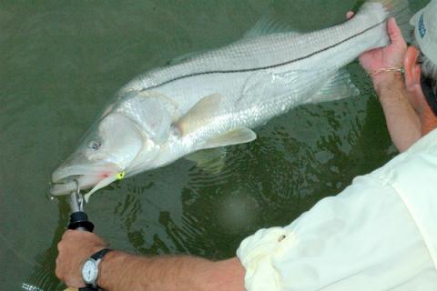 Florida Snook Fishing – 3 Simple Steps to Catch Snook Skiff Life