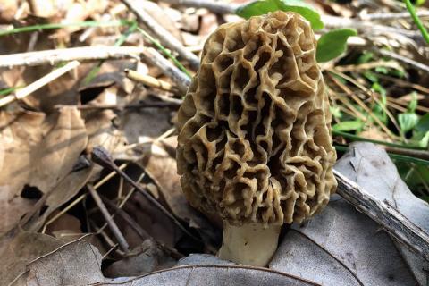 News & Tips: Morel Mushroom Hunting Tips