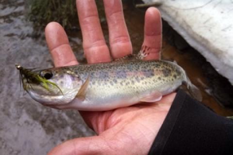 Wild Rainbow Trout Eases in Fishing Season