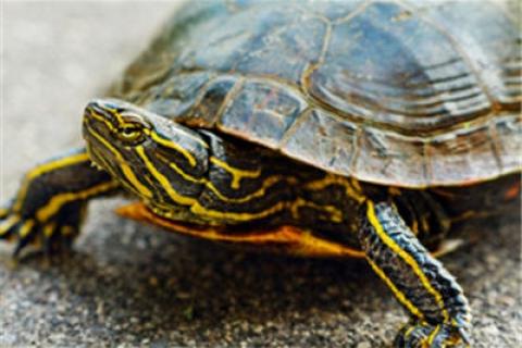 News & Tips: Wildlife Exploration: Painted Turtle