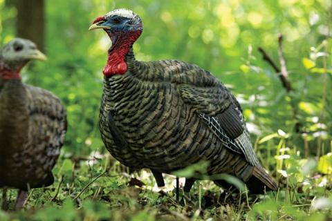 News & Tips: Turkey Hunting Decoy Tips and Buying Guide...