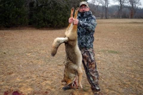 News & Tips: Coyote Hunting in Texas