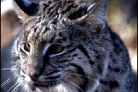 News & Tips: The Ultimate Challenge: Hunting the Elusive Bobcat...