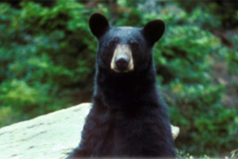 News & Tips: Bear Scents: What to Use and How to Use Them...