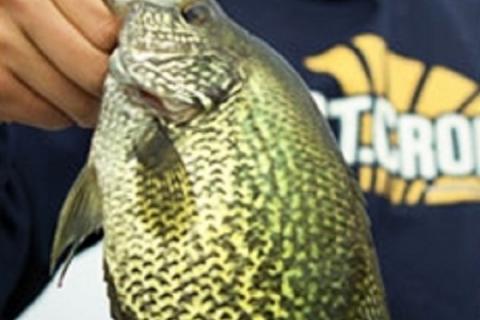 St. Croix pro Tommy Skarlis Wins Crappie Championship With Eyecon