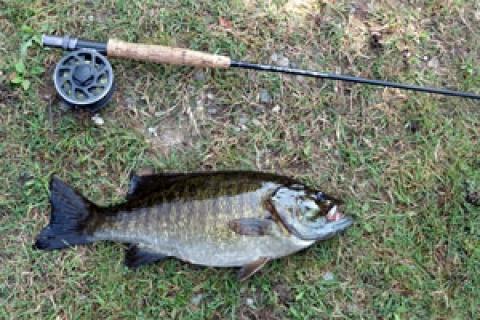 Smallmouth Bass Fishing for Beginners How to Fish for Smallmouth Bass