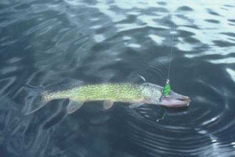 News & Tips: Three Ways to Catch Chain Pickerel