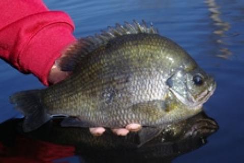 It's bream time! Summer panfish are hard to beat