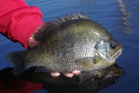 Bluegill & Bream