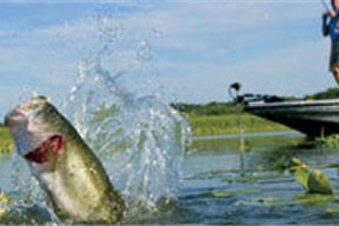 Bass Pro Shops: A Force for Fishing and Conservation