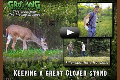 News & Tips: How to Grow the Best Clover Food Plots...