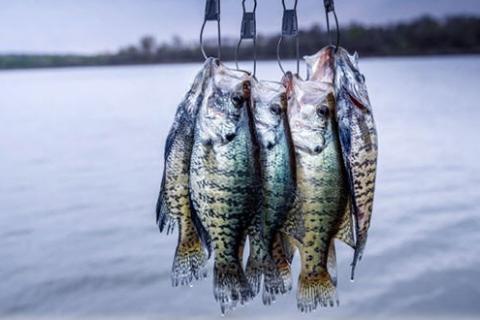 News & Tips: Fish Crappie Where They Are, Not Where You Want Them to Be...