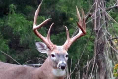 120 class deals whitetail deer