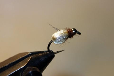 News & Tips: Consider the Deep Sparkle Pupa Fly This Spring...