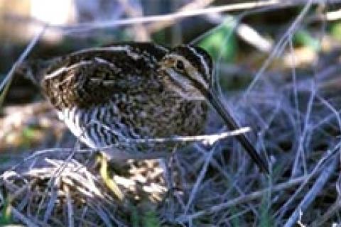 Lessons in Snipe Hunting