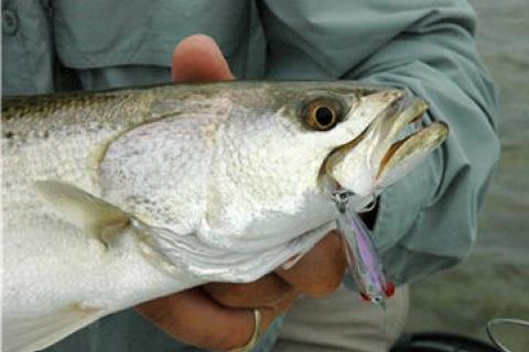 News & Tips: 8 Tips for Lunker Spotted Seatrout