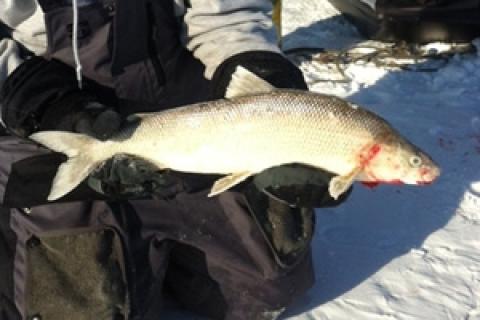 News & Tips: Ice Fishing Lake Superior Whitefish