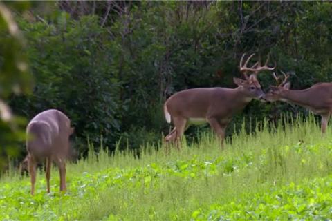 Deer in a field