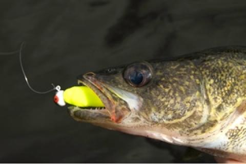 River Fishing with Iowa Legends: River Certified and Fishing Kit, chasing  the Walleyes. 