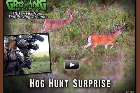 News & Tips: Hogs, Antlers and Hidey Hole Food Plots...