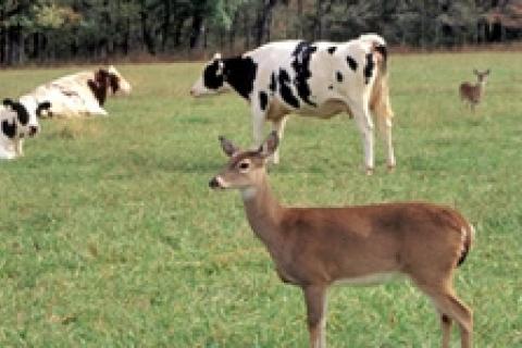 News & Tips: Hunting Farmland Deer