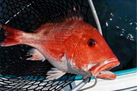 Red Snapper Red Edge 16 - 762876914057