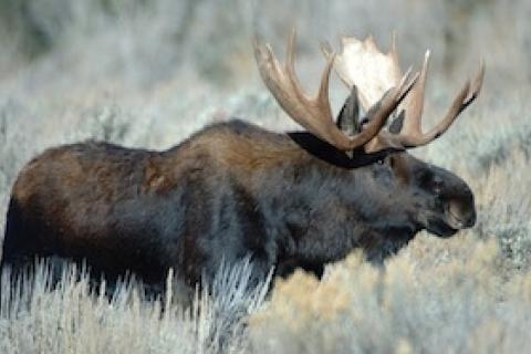 News & Tips: 6 Tips to Get Started Hunting Moose