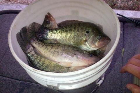 Catching Winter Crappie - Tips and Techniques 