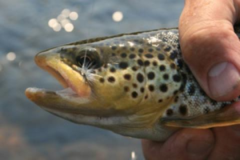 Trout fishing with minnows HEAPS of trout 