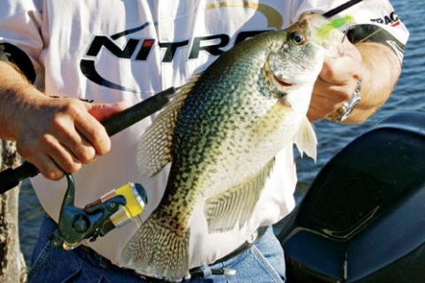 Tips for Crappie Lure Colors