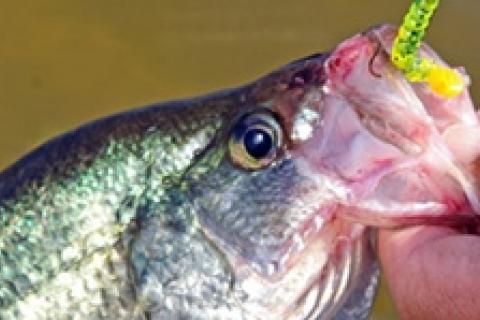 News & Tips: Crappie Fishing Tips: How to Catch Crappie...